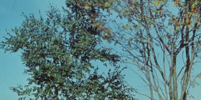 Oskar Raudmets slaidikarp 03