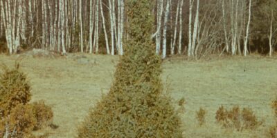 Loodusvaated, allikad