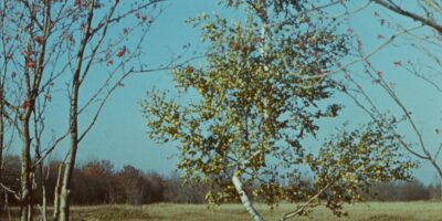 Oskar Raudmets slaidikarp 03