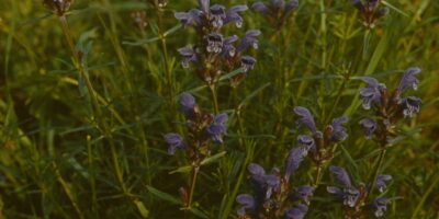 Oskar Raudmets slaidikarp 03