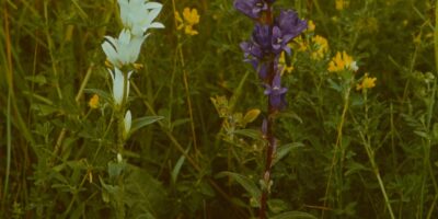 Oskar Raudmets slaidikarp 03