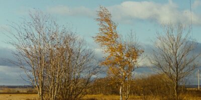 Oskar Raudmets slaidikarp 03