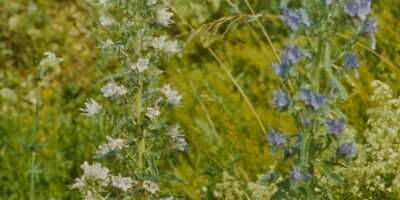 Oskar Raudmets slaidikarp 03