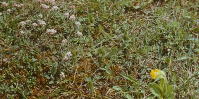 Niidutaimed ja käpalised