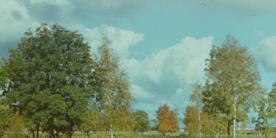 Niidutaimed ja käpalised