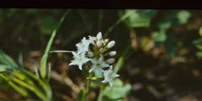 Niidutaimed ja käpalised