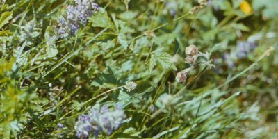 Niidutaimed ja käpalised