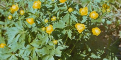 Niidutaimed ja käpalised