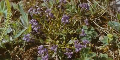 Niidutaimed ja käpalised