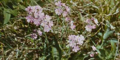 Niidutaimed ja käpalised