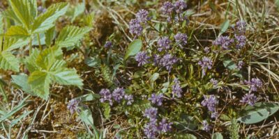Oskar Raudmetsa diapositiivid: Niidutaimed ja haruldased käpalised