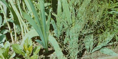 Niidutaimed ja käpalised