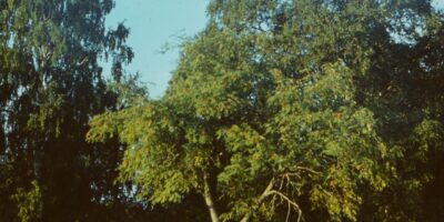 Oskar Raudmets slaidikarp 06: Arheoloogilised muisitsed ja leiud