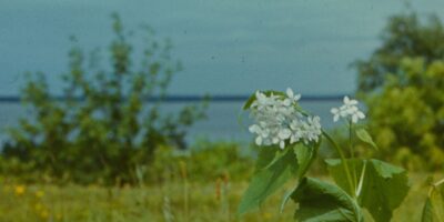 Oskar Raudmets slaidikarp 10: 1977, Tuhala, Jägala, Jõelähtme